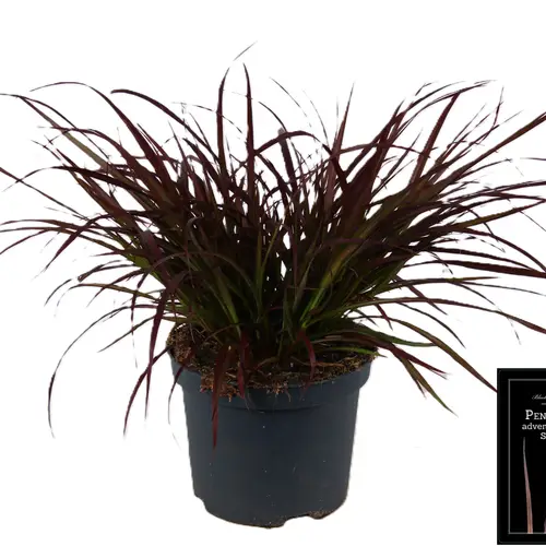 Pennisetum Sum Samba T19 H80