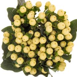 Hypericum hell gelb Coco Bellimo 70cm