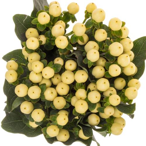 Hypericum hell gelb Coco Bellimo 70cm