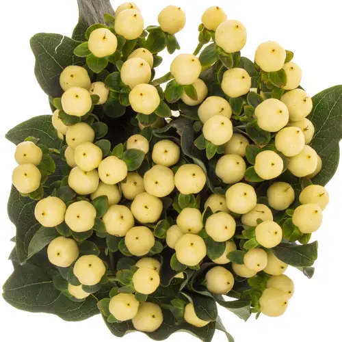 Hypericum hell gelb Coco Bellimo 70cm