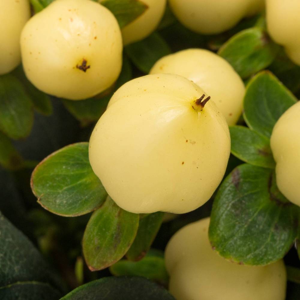 Hypericum hell gelb Coco Bellimo 70cm