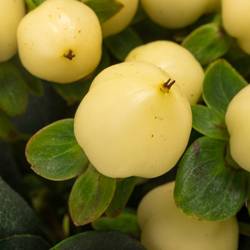 Hypericum hell gelb Coco Bellimo 70cm