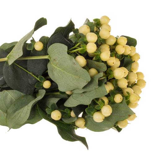Hypericum hell gelb Coco Bellimo 70cm