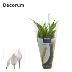 Spathiphyllum Torelli T12 H040