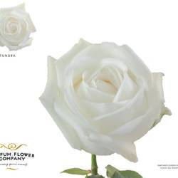 Rose weiss Tundra 50cm
