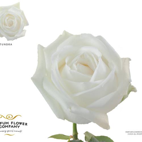 Rose weiss Tundra 50cm