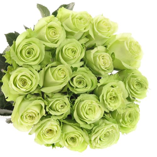 Rose hell grün Green Generation 40cm