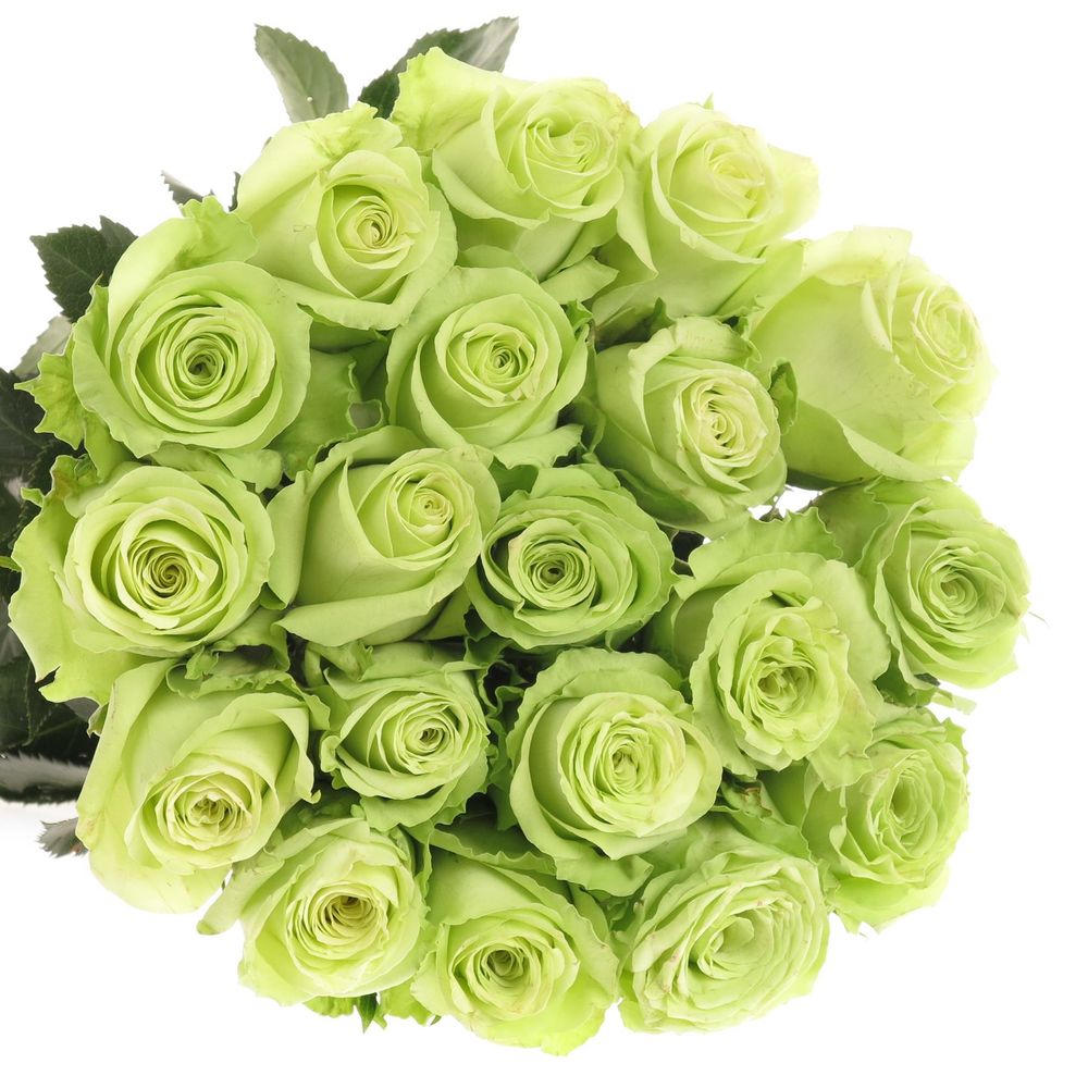 Rose hell grün Green Generation 40cm