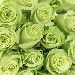 Rose hell grün Green Generation 40cm