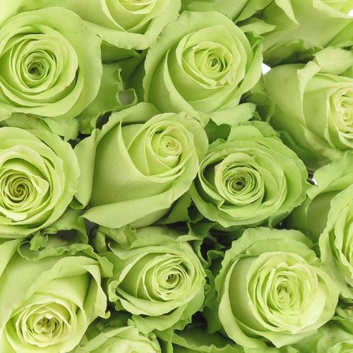 Rose hell grün Green Generation 40cm
