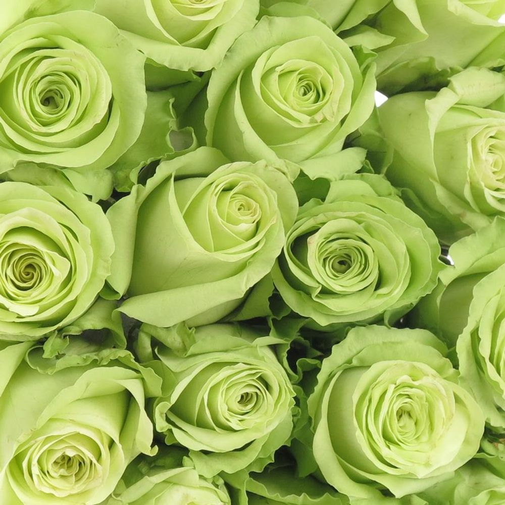 Rose hell grün Green Generation 40cm