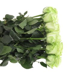 Rose hell grün Green Generation 40cm