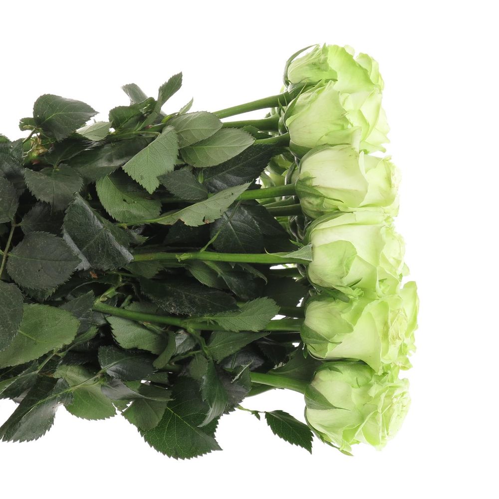 Rose hell grün Green Generation 40cm