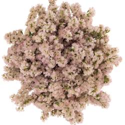 Statice apricot Sun Birds 50 Gramm 80cm