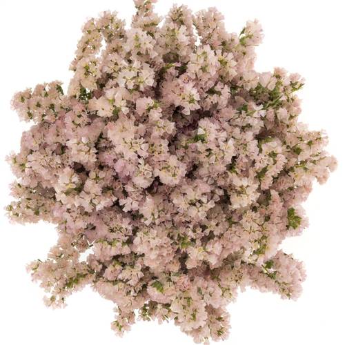 Statice apricot Sun Birds 50 Gramm 80cm