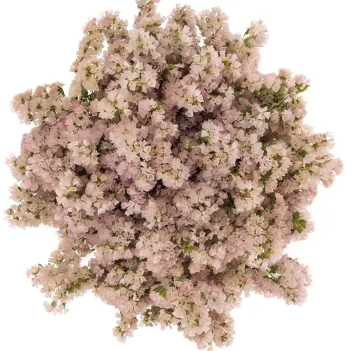 Statice apricot Sun Birds 50 Gramm 80cm