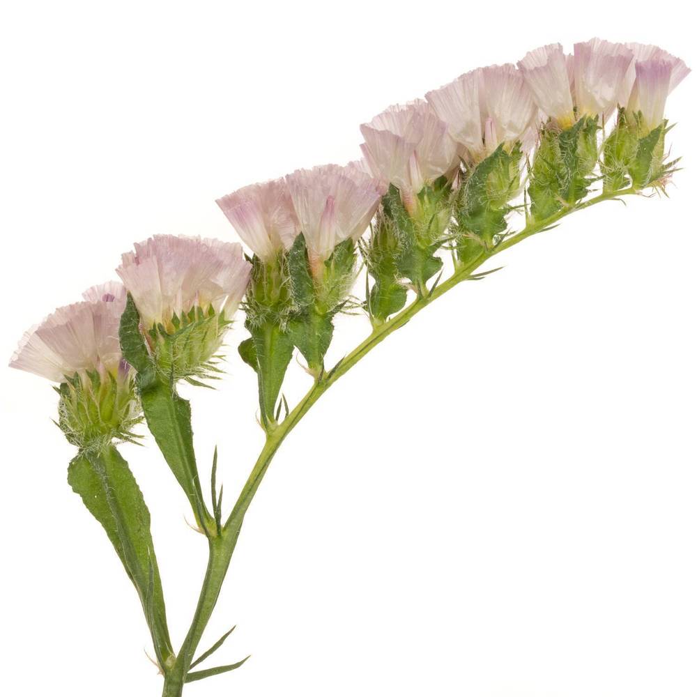 Statice apricot Sun Birds 50 Gramm 80cm