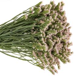 Statice apricot Sun Birds 50 Gramm 80cm