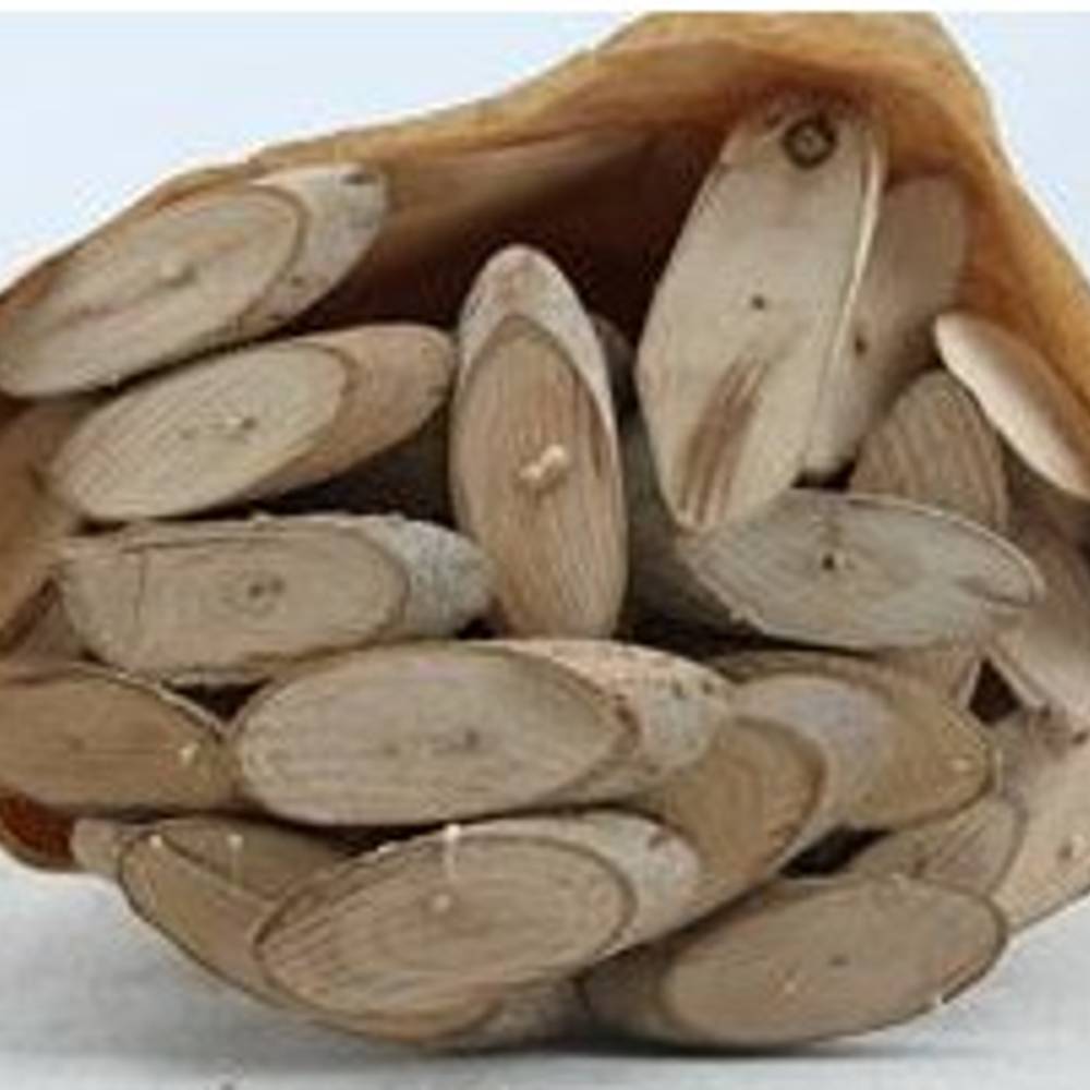 Trocken Holzscheibe L55cm x30