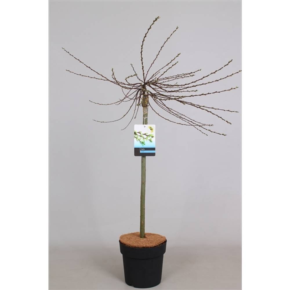 Salix Ilona T19 H90