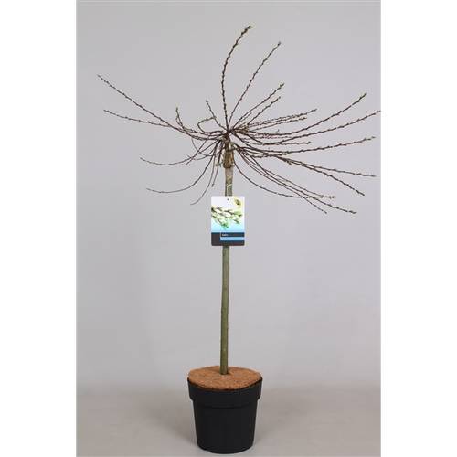 Salix Ilona T19 H90