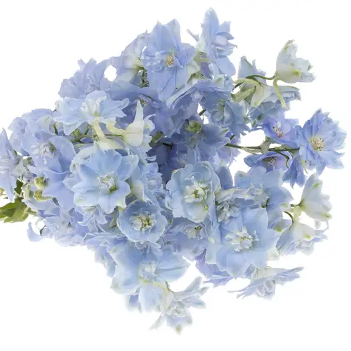 Delphinium hell blau Dewi Boy 95cm