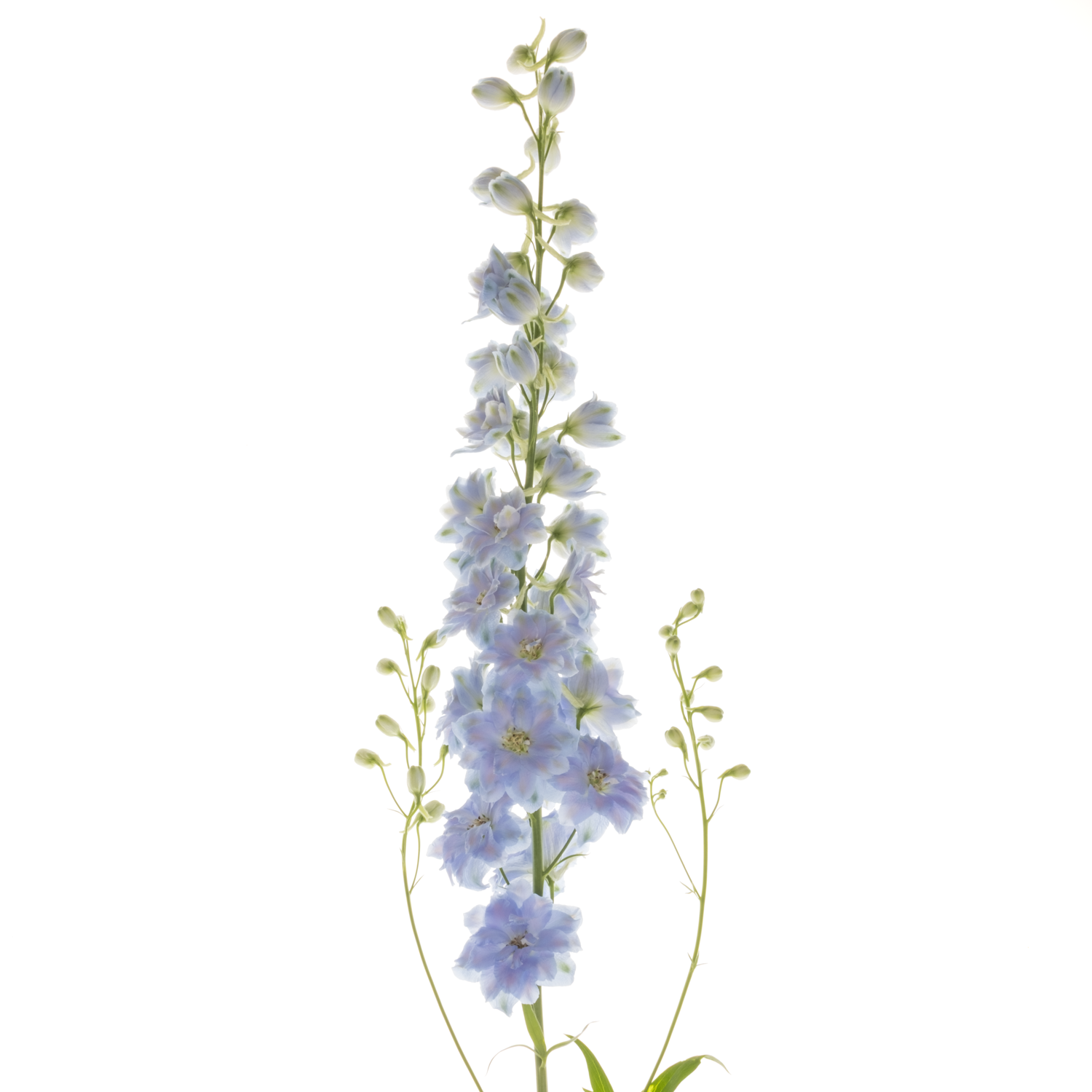 Delphinium hell blau Dewi Boy 90cm