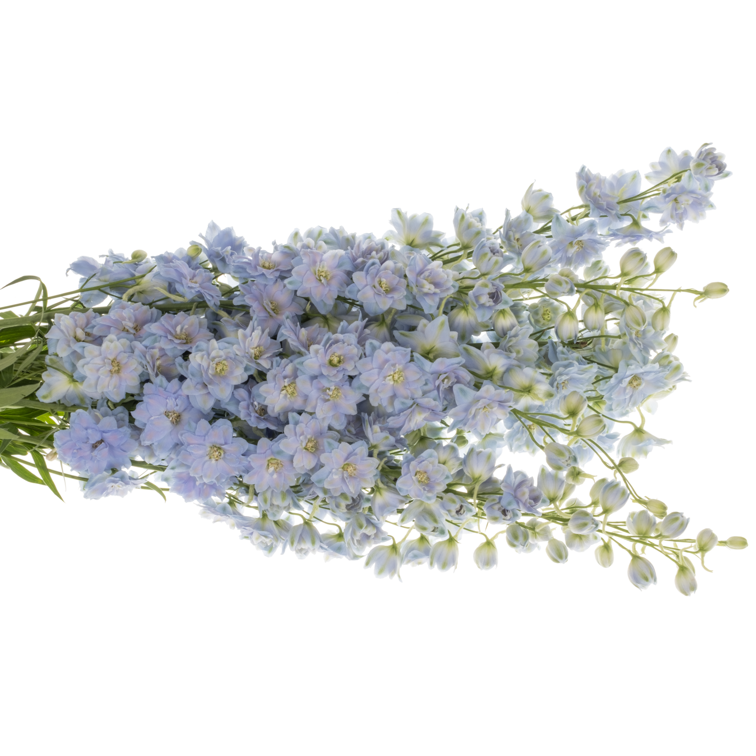 Delphinium hell blau Dewi Boy 90cm