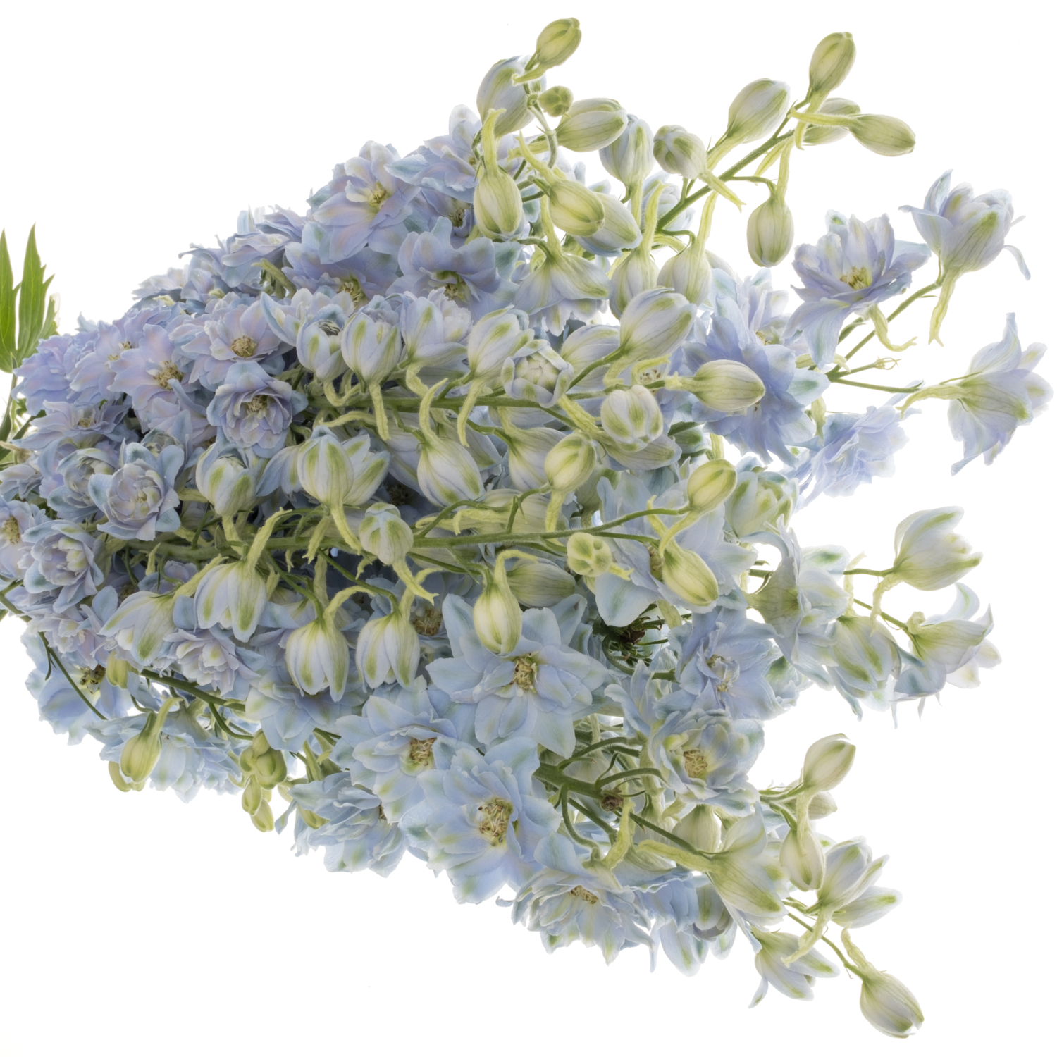 Delphinium hell blau Dewi Boy 90cm