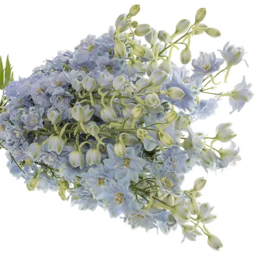 Delphinium hell blau Dewi Boy 90cm