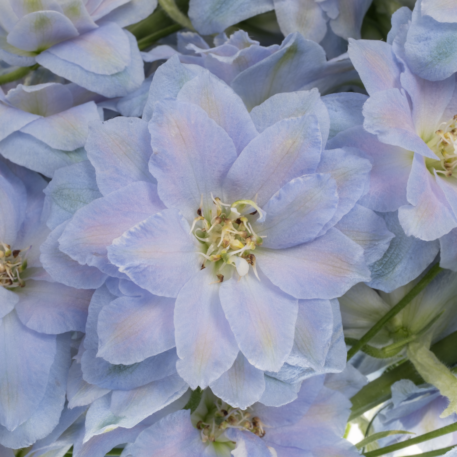 Delphinium hell blau Dewi Boy 90cm