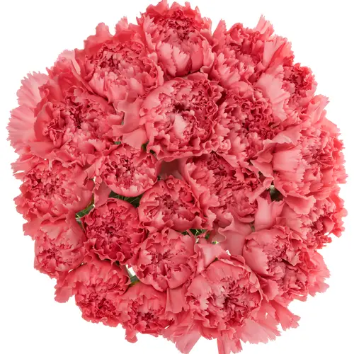 Nelke rosa Cerisier 65cm