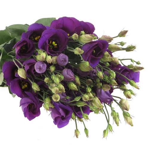 Lisianthus blau Piccolo Einfach Muttertag 70