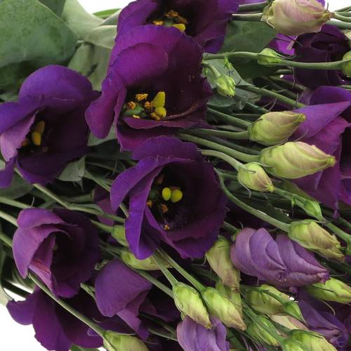 Lisianthus blau Piccolo Einfach Muttertag 70
