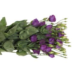 Lisianthus blau Piccolo Einfach Muttertag 70
