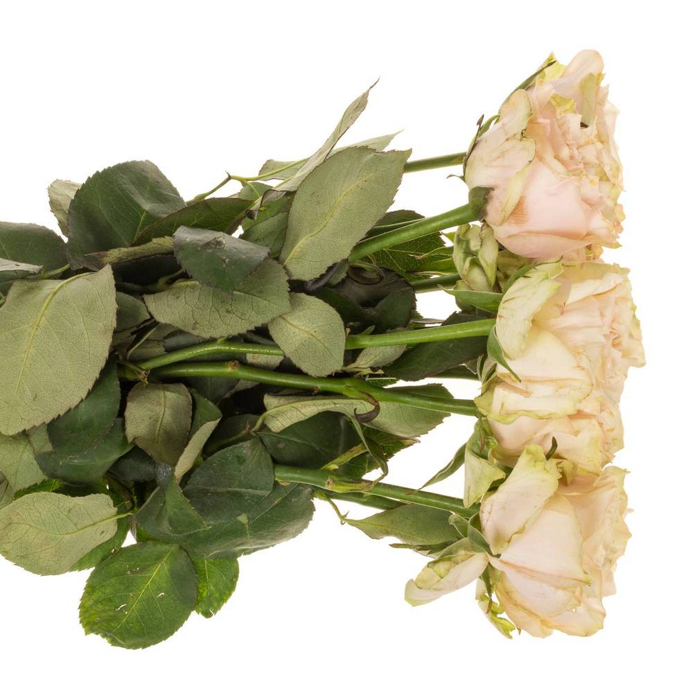 Rose lachs/hell grün Country Spirit Secret 40cm