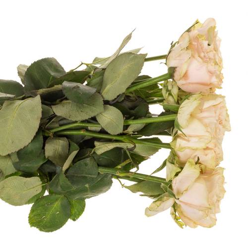 Rose lachs/hell grün Country Spirit Secret 40cm