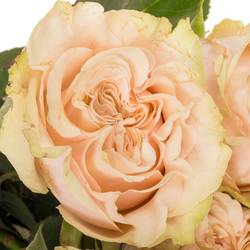 Rose lachs/hell grün Country Spirit Secret 40cm
