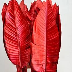 Strelitzia Blatt rot gefärbt 95cm