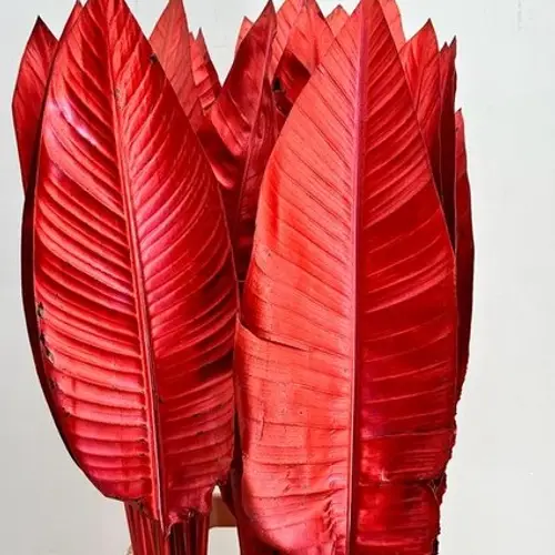 Strelitzia Blatt rot gefärbt 95cm