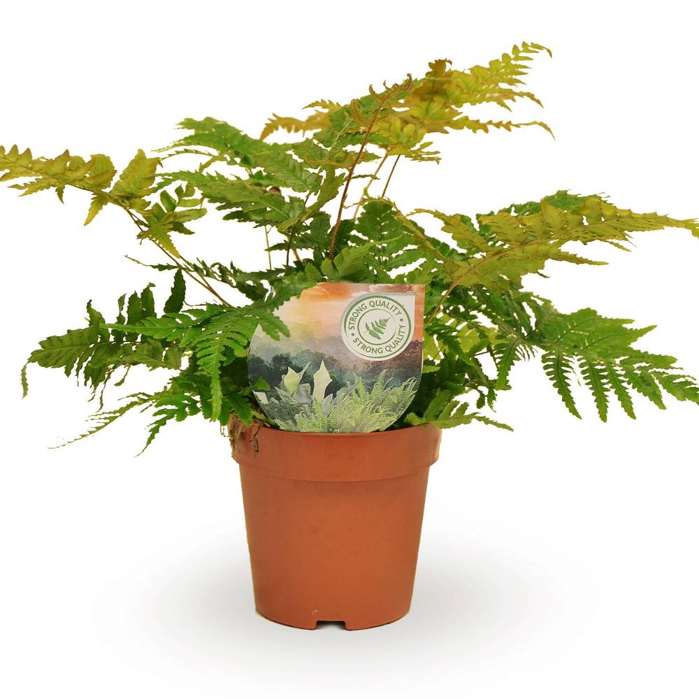 Dryopteris Erythrosora T12 H25