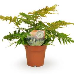 Dryopteris Erythrosora T12 H25