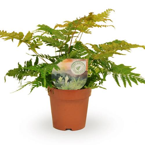 Dryopteris Erythrosora T12 H25