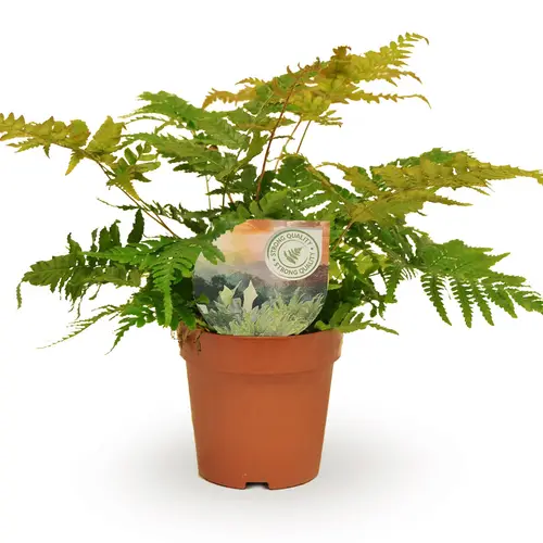 Dryopteris Erythrosora T12 H25