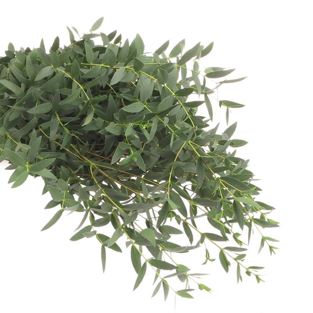 Populus grün Parvifoglia 1000 Gramm 75cm