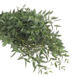 Populus grün Parvifoglia 1000 Gramm 75cm