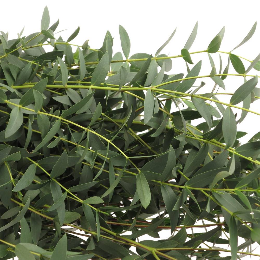 Populus grün Parvifoglia 1000 Gramm 75cm