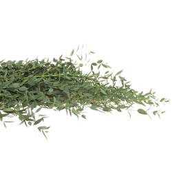 Populus grün Parvifoglia 1000 Gramm 75cm