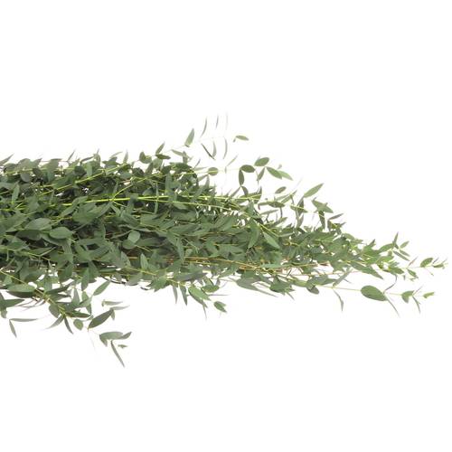 Populus grün Parvifoglia 1000 Gramm 75cm