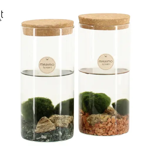 Wasser.Arr mix 90723 Marimo T09 H020
